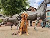 Paws at the Furlong - sponsored by Animal Avenue