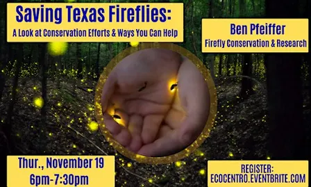 Saving Texas Fireflies: A Look at Conservation Efforts & Ways You Can Help.