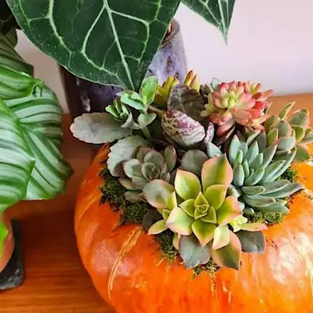 SUCCULENT PUMPKIN THANKSGIVING CENTERPIECE