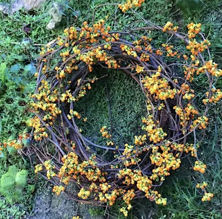 Artisan Japanese Bittersweet Wreath Class