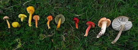 Introduction to Citizen Science: Waxcap Fungi