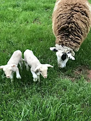 Shepherding 101