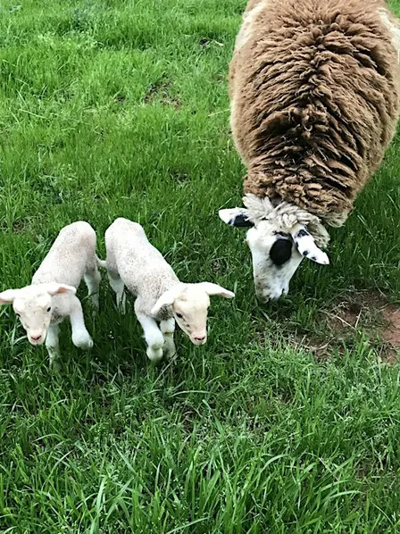 Shepherding 101