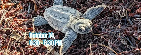 Bill Baggs FIRESIDE TALKS: Turtles, Tides & Tales from the Deep