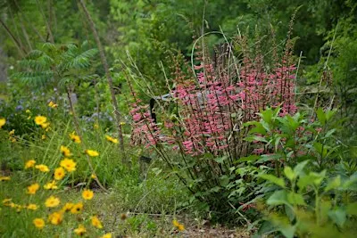 Grow a Garden, Build a Community: Extension Volunteer Habitat Days
