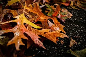 Public ReadAround, Fall Circles