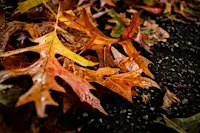 Public ReadAround, Fall Circles