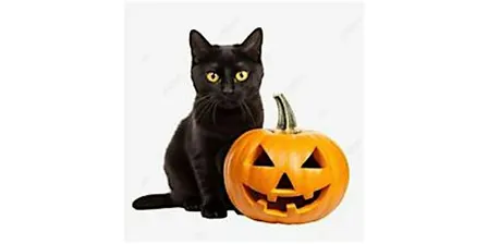 Black Cat and Jack-o'-Lantern Painting | Cheryl Bielli, instructor