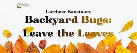 Backyard Bugs: Leave the Leaves