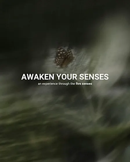 Awaken Your Senses: A 4-Hour Sensory Retreat