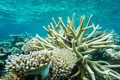 Friends of Hopkins Lecture | Danny Collins | Coral Bleaching Recovery