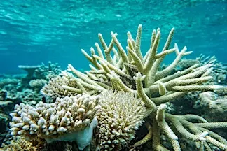 Friends of Hopkins Lecture | Danny Collins | Coral Bleaching Recovery