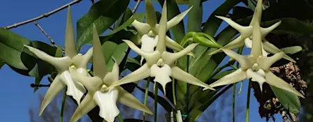 21 October: Beauty, Sex and Death — Darwin's botanical obsessions