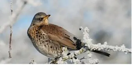 Winter Solstice at Halstead Hill Farm - Afternoon session Saturday 19th December 2026