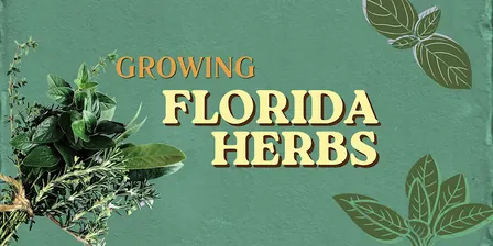 Growing your own Florida Herbs