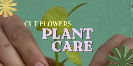 Cut Flowers- Plant Care