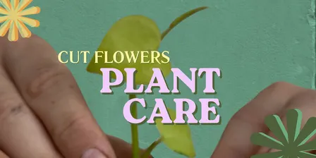 Cut Flowers- Plant Care