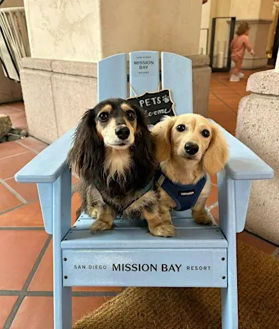Yappy Hour, Dog Costume Contest & Mixology Demonstration
