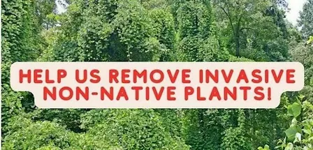 Volunteer Event - Woody Invasive Species Removal