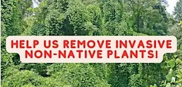Volunteer Event - Woody Invasive Species Removal