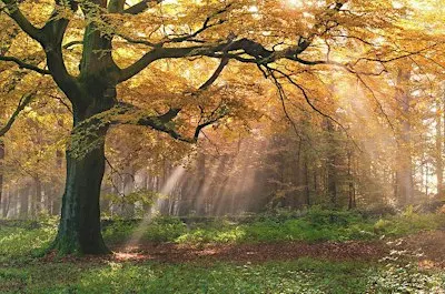 Ecstatic Dance - Move in Nature