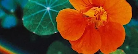 Permaculture Aging: Retirement Beyond the 401(k)