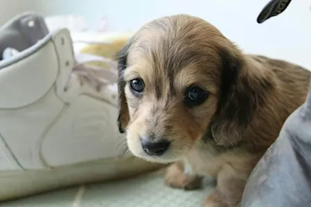 Geelong Dachshund Puppy Yoga Class