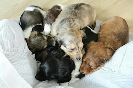 Ballarat Dachshund Puppy Yoga Class