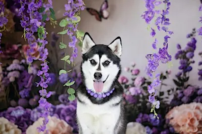 Purple Paws