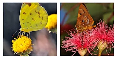 Native Plants for Butterflies