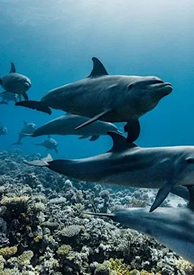 Ocean with David Attenborough: Film Screening and Expert Panel Discussion