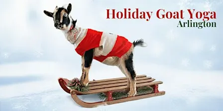 Ugly Holiday Sweater Goat Yoga in Arlington