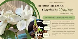 Beyond the Basics - Gardenia Grafting with Calvin Zeng