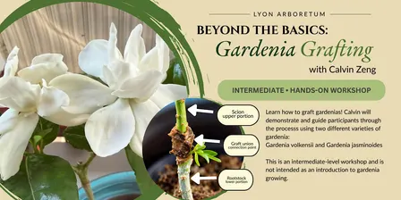Beyond the Basics - Gardenia Grafting with Calvin Zeng