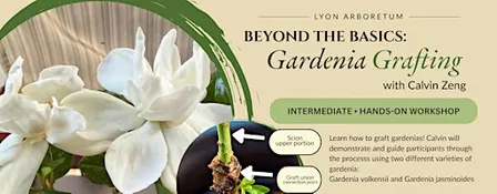 Beyond the Basics - Gardenia Grafting with Calvin Zeng