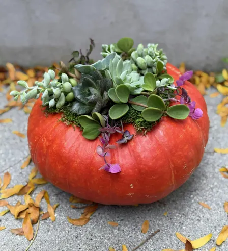 Succulent Pumpkin Workshop with Myrtle&Poppy