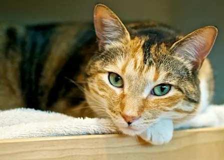 Mahjong 101 With Atlanta Humane