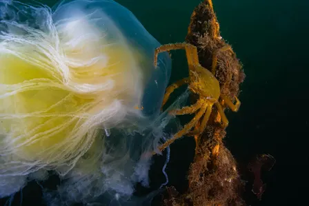 The Secret Lives of Crabs, Shrimp & Creatures Lurking in the Salish Sea