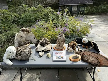 Animal Adaptations (Children's Program)