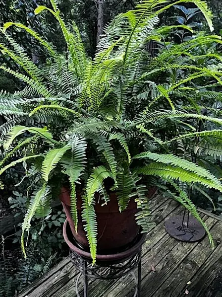 Saturday Seminar presents: Dividing and Repotting Houseplants Session #1