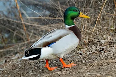 Birding the Park at Expo Idaho