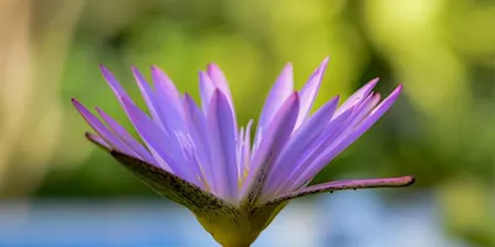 Reiki Beginners Workshop with Jaslyn
