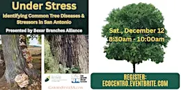 Under Stress: Identifying Common Tree Diseases & Stressors in San Antonio