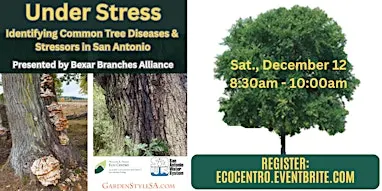 Under Stress: Identifying Common Tree Diseases & Stressors in  San Antonio