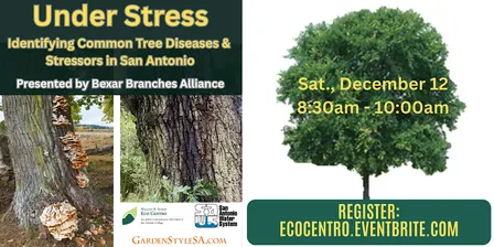 Under Stress: Identifying Common Tree Diseases & Stressors in  San Antonio