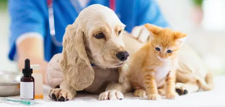 Pet First Aid + CPR for Pet Parents, Pet Sitters, Groomers