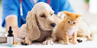 Pet First Aid + CPR for Pet Parents, Pet Sitters, Groomers