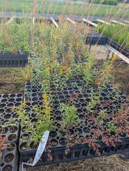Native Plant Prep & Pack