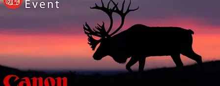 The Hybrid Wildlife Shooter: Adding Video to Your Nature Photo Toolkit