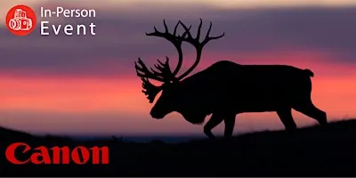 The Hybrid Wildlife Shooter: Adding Video to Your Nature Photo Toolkit